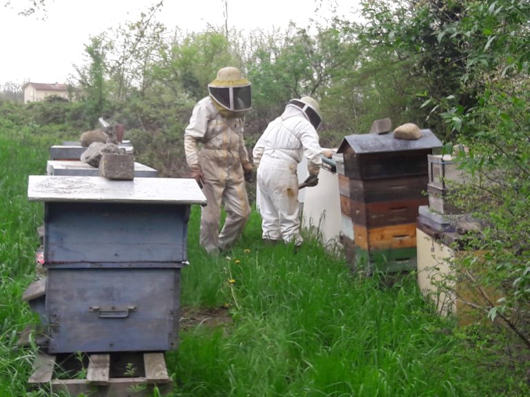 Lire la suite à propos de l’article Récolte de miel 2024