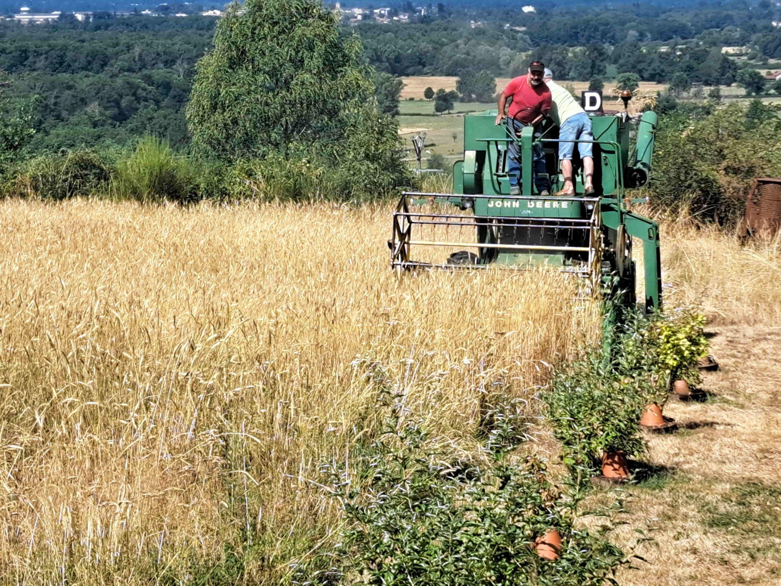 You are currently viewing Moisson du petit épeautre