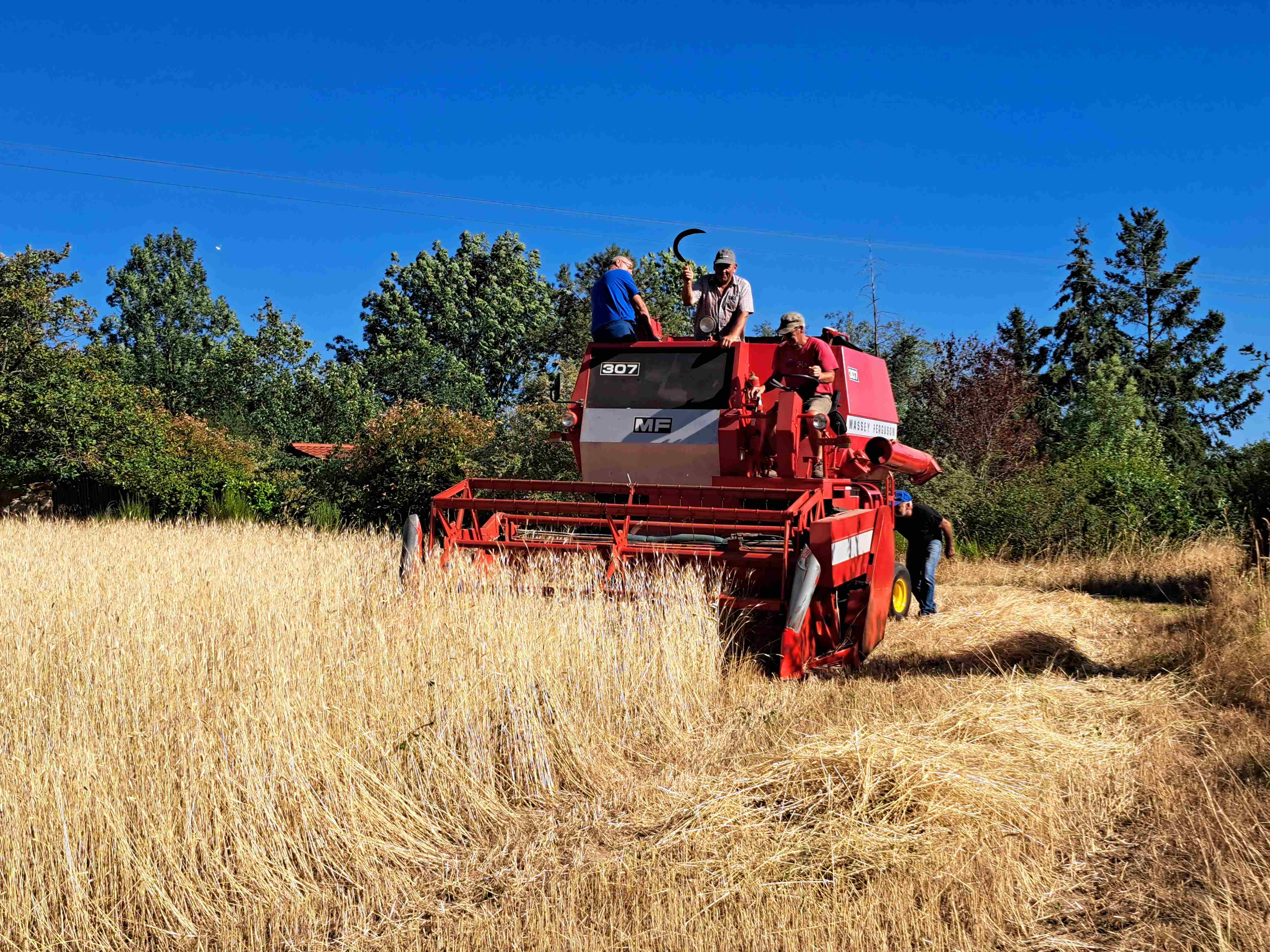 Moisson du petit épeautre