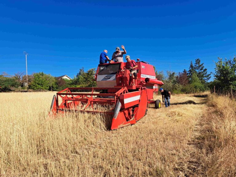 moisson épeautre 1