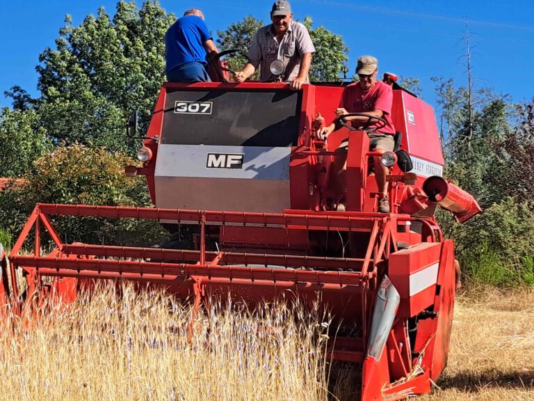moisson épeautre 2